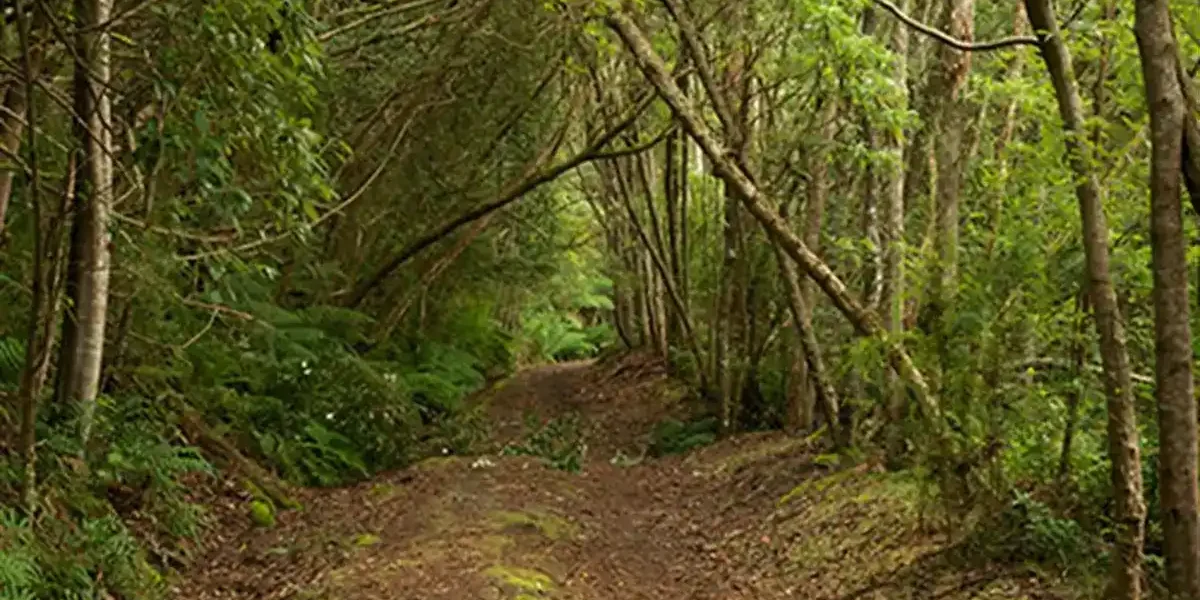 Pipeline Track